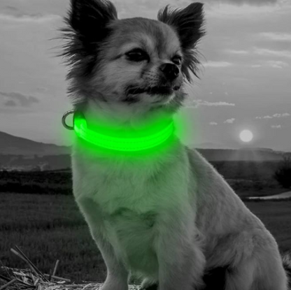 Keep Your Dog Safe After Dark  LED Glow In The Dark Dog Collar