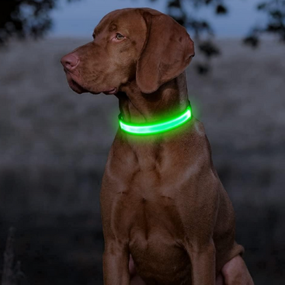 Keep Your Dog Safe After Dark  LED Glow In The Dark Dog Collar