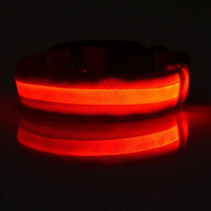 Keep Your Dog Safe After Dark  LED Glow In The Dark Dog Collar